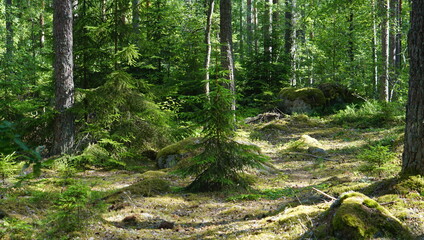 forest in Sweden 2022