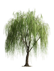 Weeping Willow Tree isolated on white background