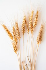 A close-up photo of a bundle of golden wheat grains on a white background