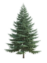 Fototapeta premium Evergreen Tree isolated on white background