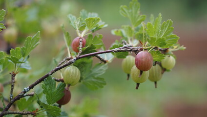 gooseberry