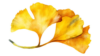 Naklejka premium A watercolor illustration of a ginkgo biloba colored yellow isolated on a transparent background