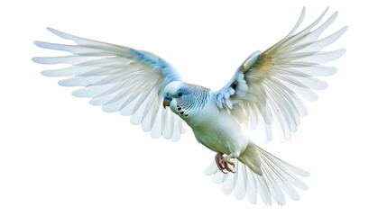 Fototapeta premium bird flaying isolated on white background