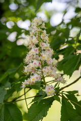 Gros plan d'une branche de marronnier en fleurs au printemps. Arrière-plan flou.