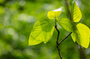 Green leaves on a tree in nature