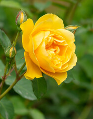 Beautiful yellow rose in the park