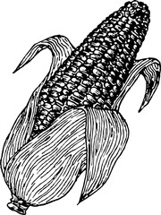 Corn