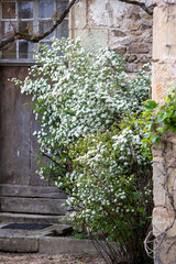 SPIRAEA vanhouttei ou SPIREE VAN HOUTTE,  floraison en ombelles blanches en avril-mai. Grand arbuste caduc en fleur planté près d' un angle de mur dans cour.