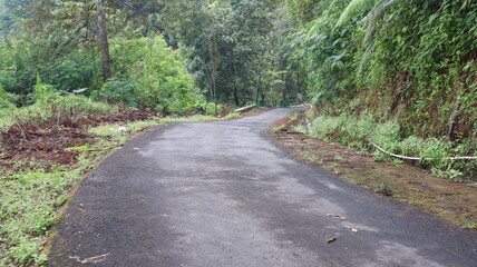 beautiful forest asphalt road as background