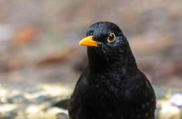 Obraz premium Portrait of a starling in the park