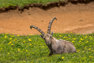 Ibex on a flower meadow in the Vercors, France