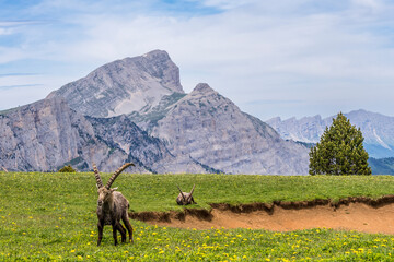 Fototapeta premium ibex near the Tête Chevallière pond in the Vercors mountains