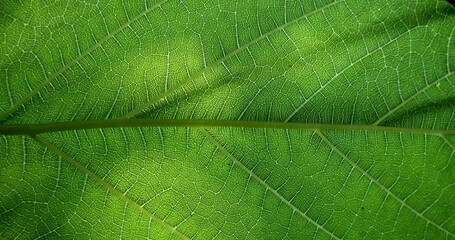 Green leaf texture. Leaf close-up. The sun's rays shine on the green veins of the plant. The world of plants and flora. - Powered by Adobe