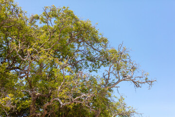 Green leaves on a tree in nature