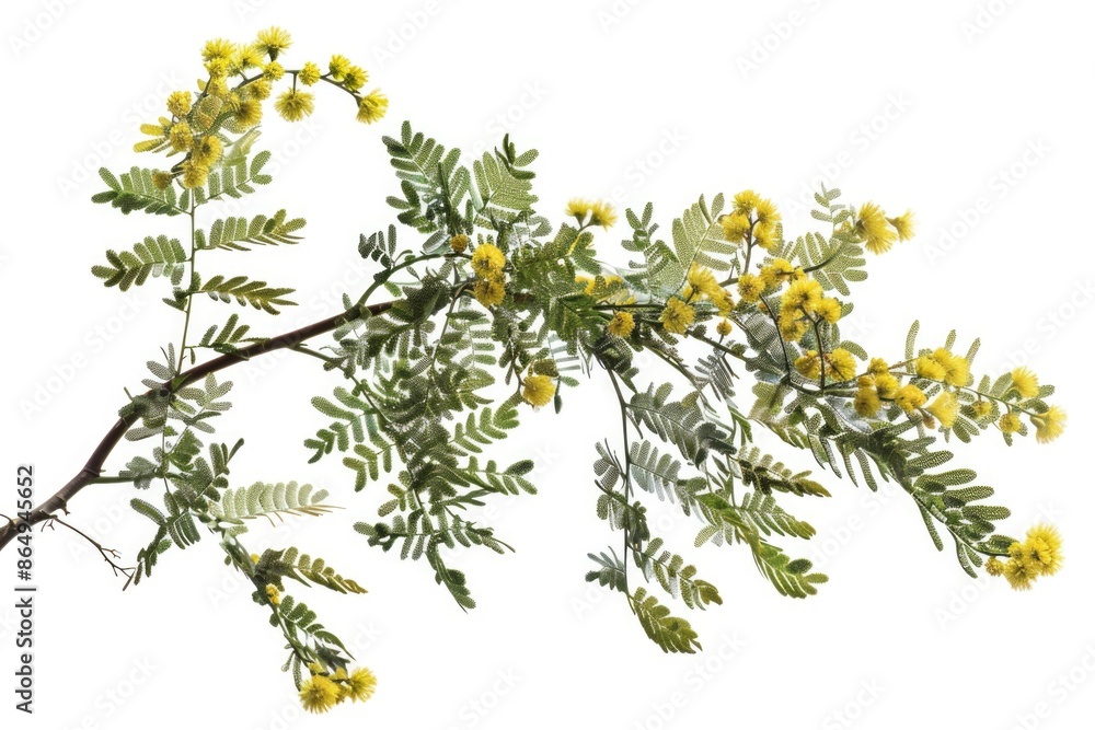 Poster a branch with bright yellow flowers placed on a clean white background, perfect for highlighting flo