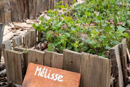 M&eacute;lisse officinale ou m&eacute;lisse officinale, plante verte aromatique melissa officinalis dans un carr&eacute; potager.