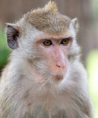 Monkey outdoors in a tropical park