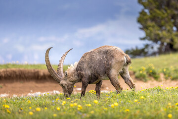 Ibex on a flower meadow in the Vercors, France
