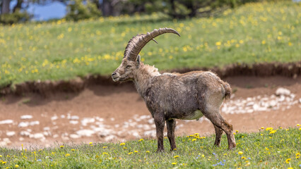 Ibex on a flower meadow in the Vercors, France