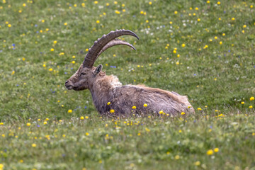 Ibex on a flower meadow in the Vercors, France