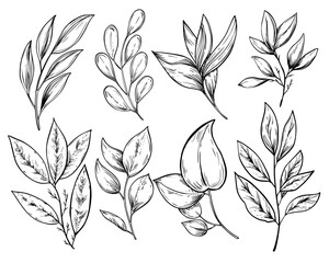 Botanical leaves set vintage monochrome vector sketch illustration	