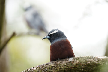 A White-browed woodswallow.perched in a tree in Australia