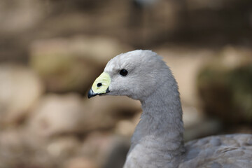 A close-up of a Cape Barren goose in a park in Australia