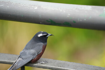A White-browed woodswallow.perched on a steel railing in Australia