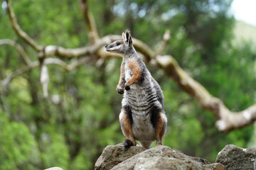 A red-necked wallaby (Notamacropus rufogriseus) relaxing in a rocky habitat © tristanbnz
