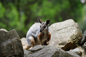 A red-necked wallaby (Notamacropus rufogriseus) relaxing in a rocky habitat © tristanbnz