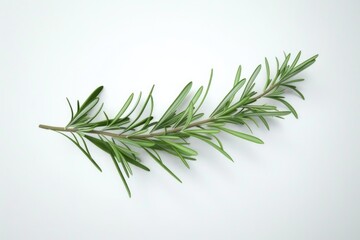 Fototapeta premium A small sprig of rosemary placed on a clean white surface
