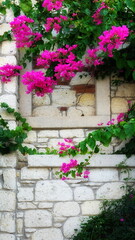 Flowering Bougainvillea On White Stone Wall Vertical Colorful