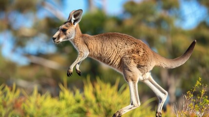 Kangaroos Interacting with Tourists in a National Park