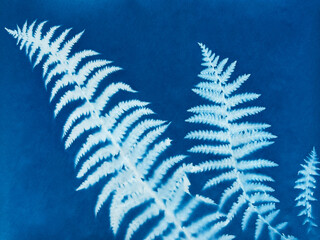 Fern leaves in blue print background. Cyanotype illustration