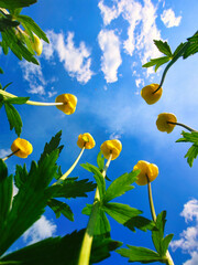 Yellow Flowers Pointing Up Towards a Blue Sky. The photo was taken from a low angle, giving the viewer a unique perspective of the flowers.