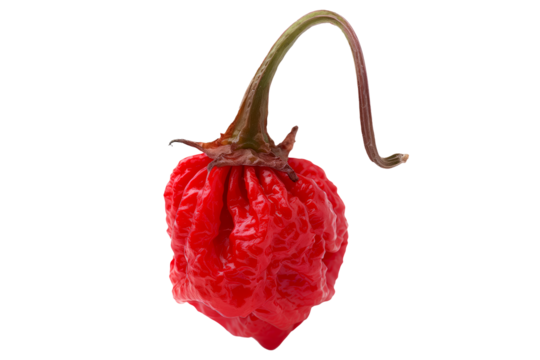 Red Carolina Reaper chili pepper isolated on a white background.