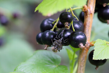 Beetles on blackcurrant fruit in the garden.