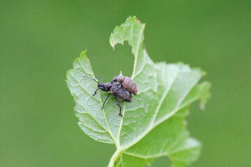 The black vine weevil (Otiorhynchus sulcatus). Male and female on a damaged leaf.