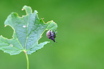 The black vine weevil (Otiorhynchus sulcatus). Male and female on a damaged leaf.