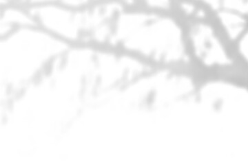 Tree shadow png overlay effect, transparent background