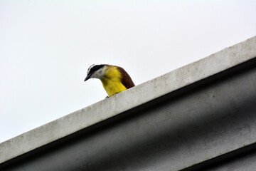 Great kiskadee bird in Costa Rica