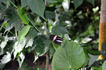Heliconius erato or the red postman longwing butterfly