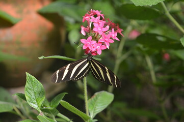 Heliconius charithonia or zebra longwing  -  a species of butterfly belonging to the family Nymphalidae sitting on pentas flower.