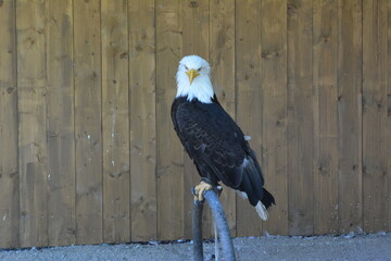 The white-headed eagle sits on a perch in the Zleby castle in the Czech Republic.