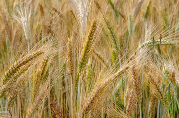 Rural scenery. Crops field. Selective focus. Field landscape.