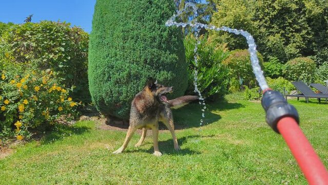 sch&auml;ferhund spielt mit Wasserschlauch im Garten