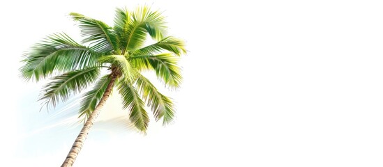Coconut palm tree placed on a blank white backdrop