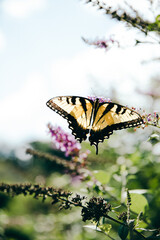 Butterfly Days