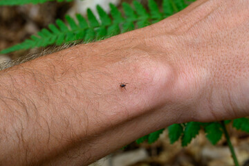 A tick walks on an arm and looks for a place to bite