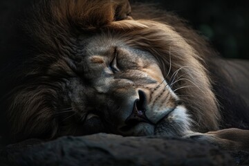 Close up of a lion resting on a rock in its natural habitat, A symbol of strength and companionship
